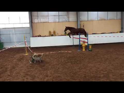 Trakehner Edelmann by Prince Patmos x Preussenprinz -1y 9 m - 26.11.2017