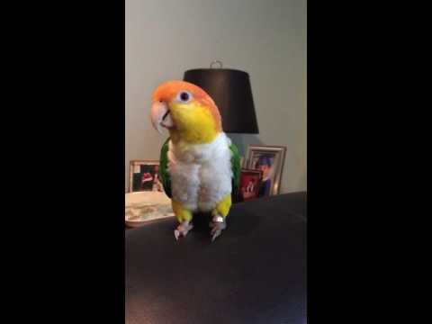Tory the Caique parrot sings Classical Music Offenbach "Can Can" song