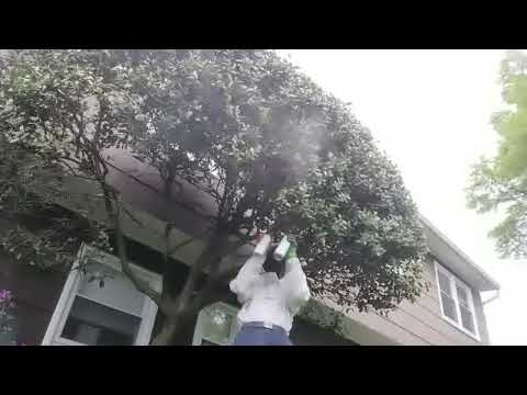 Taking Down a Big Bald-Faced Hornets Nest in Far Hills, NJ