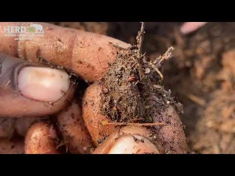 The Beauty of Sustainable Living - The Wormery Project at HERD