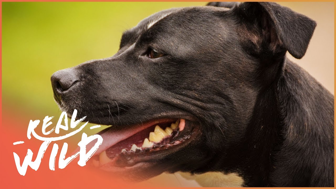 The 14 Best Documentaries About Dogs