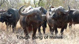 Drive in Kruger National Park (Part 3 of 7)