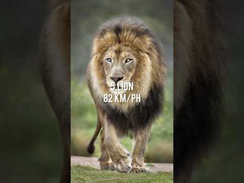 TOP 10 FASTEST🔥 ANIMALS IN THE WORLD🌍 #shorts #animal