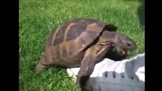 Turtle Remix Compilation