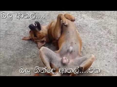 Funny Dogs - බලු නින්දෙ ආතල්....