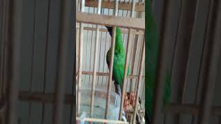 Download lagu Murai daun mini/cucak ijo mini sumatera  gacor mp3