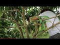 Mango Tree Pruning How To Prune A Mango Tree When To Prune A Mango Tree