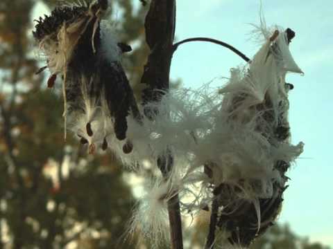 Imperturbable by World Abounding -- Joel David Palmer