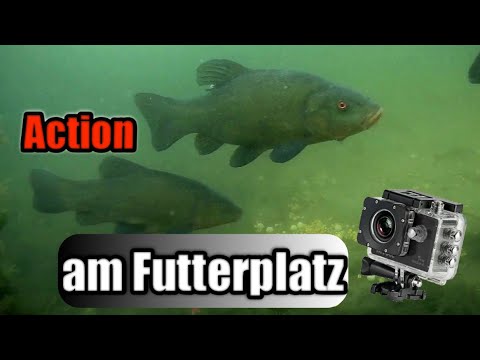 Unterwasseraufnahme beim Karpfenangeln