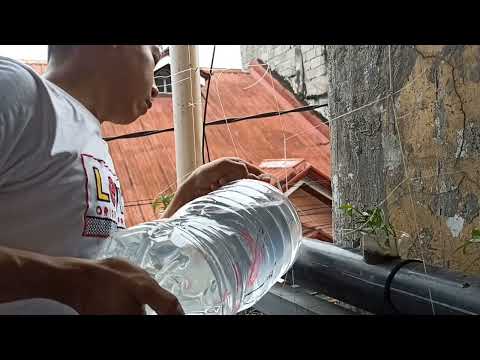 How to grow water spinach in a 1x1 meter terrace