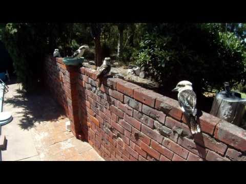 Our Kookaburras are back  - 2D version Video