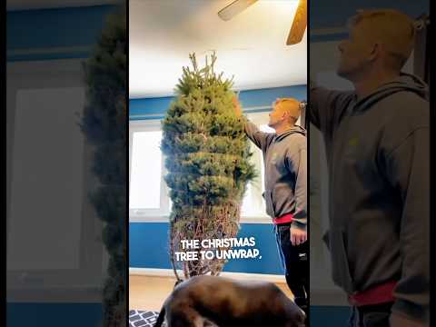 Their dad failed putting up the Christmas tree 😂