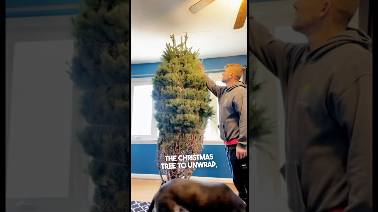 Their dad failed putting up the Christmas tree 😂