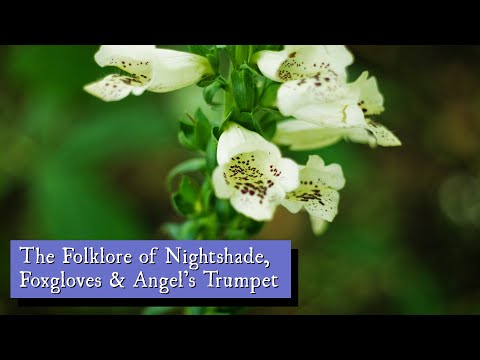 The Folklore of Nightshade, Foxgloves & Angel’s Trumpet