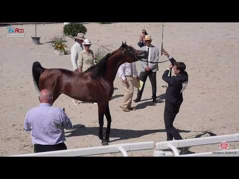 N 54 LAZEEZ AL SHAHANIA   2020 Vichy   Championnat de France du Cheval Arabe   4 6 Years Old Stallio