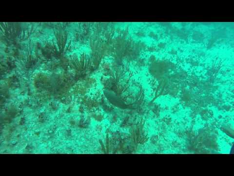 Scuba Diving In Playa Del Carmen