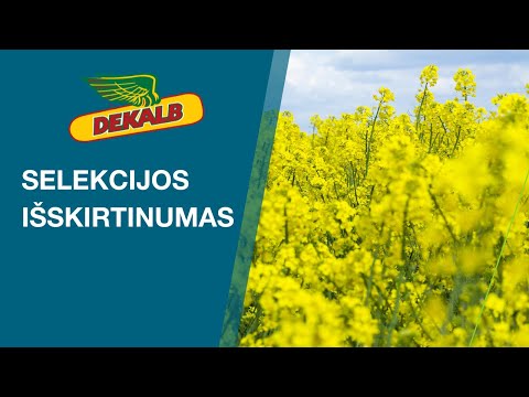 DEKALB selekcijos išskirtinumas