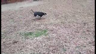 Video preview image #1 American Staffordshire Terrier-Unknown Mix Puppy For Sale in Arlington, VA, USA
