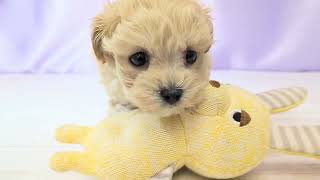 ハーフ犬の動画01