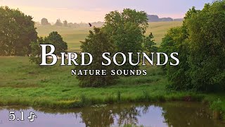 Morning Bird Sounds in Warmia & Masuria Poland (No Music)