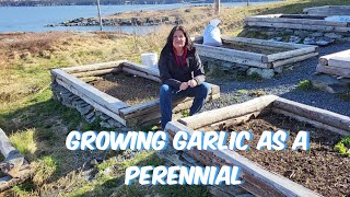 Growing Garlic as a PERENNIAL