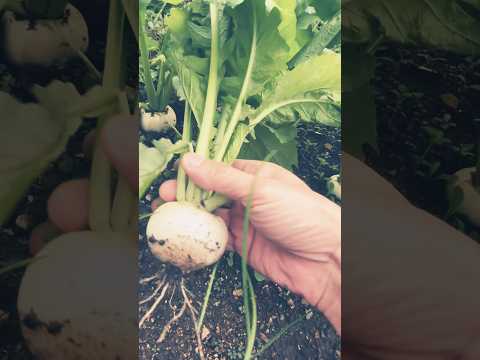 キョウチクトウに必要な栄養素は何ですか? 非常に重い土壌を修正します シャベル一杯分の堆肥 泥炭