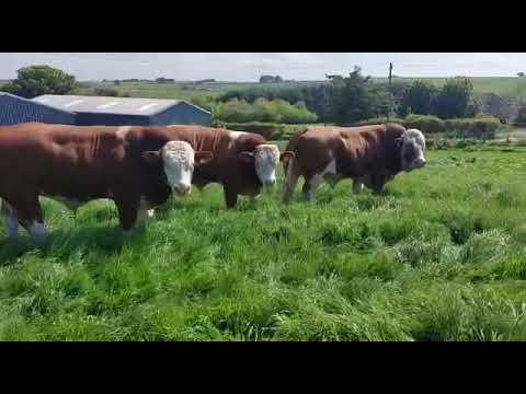 4 Simmental bulls