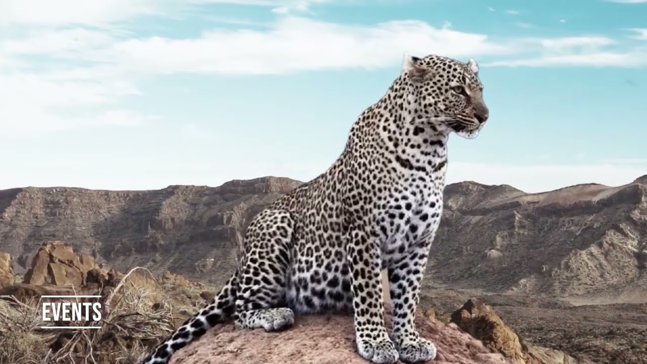 Showreel preview
