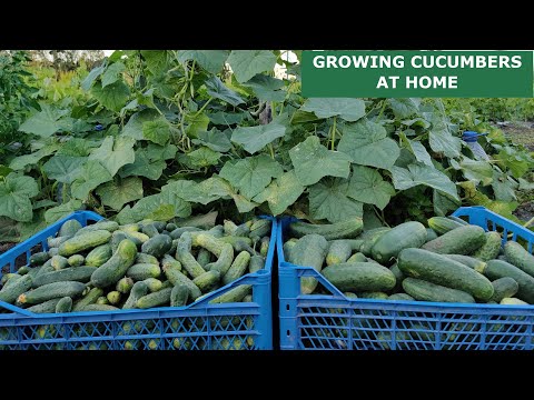 , title : 'Amazing Idea to Grow Cucumbers at Home (Part ІІ)'