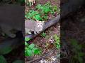 One Sweet Meow By Beautiful Gray Tabby Cat Shorts