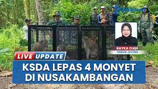 4 Monyet Ekor Panjang Dilepasliarkan di Cagar Alam Nusakambangan, Libatkan KSDA Cilacap & Mahasiswa