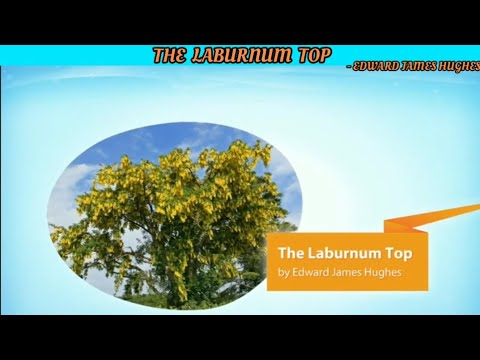 The Laburnum Top By Edward (Ted) James Hughes - (Hornbill - XI)