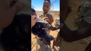 The African honey badger suffered a misfortune#honey bager#hadzabetribe #africa #animals