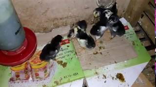 Belajar Nak Kenal Perbedaan Jantan Betina Anak Ayam