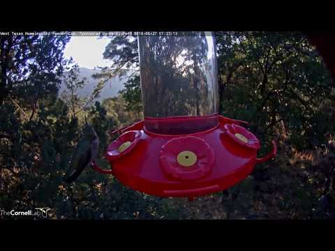 Anna's Hummingbird Makes Early Morning Pit Stop In West Texas – June 27, 2018