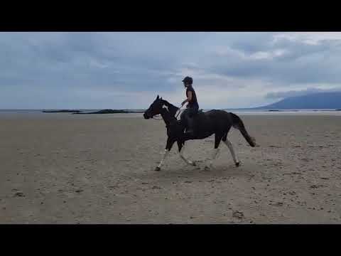 Horse - Image 2
