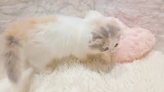 スコティッシュフォールドの動画01