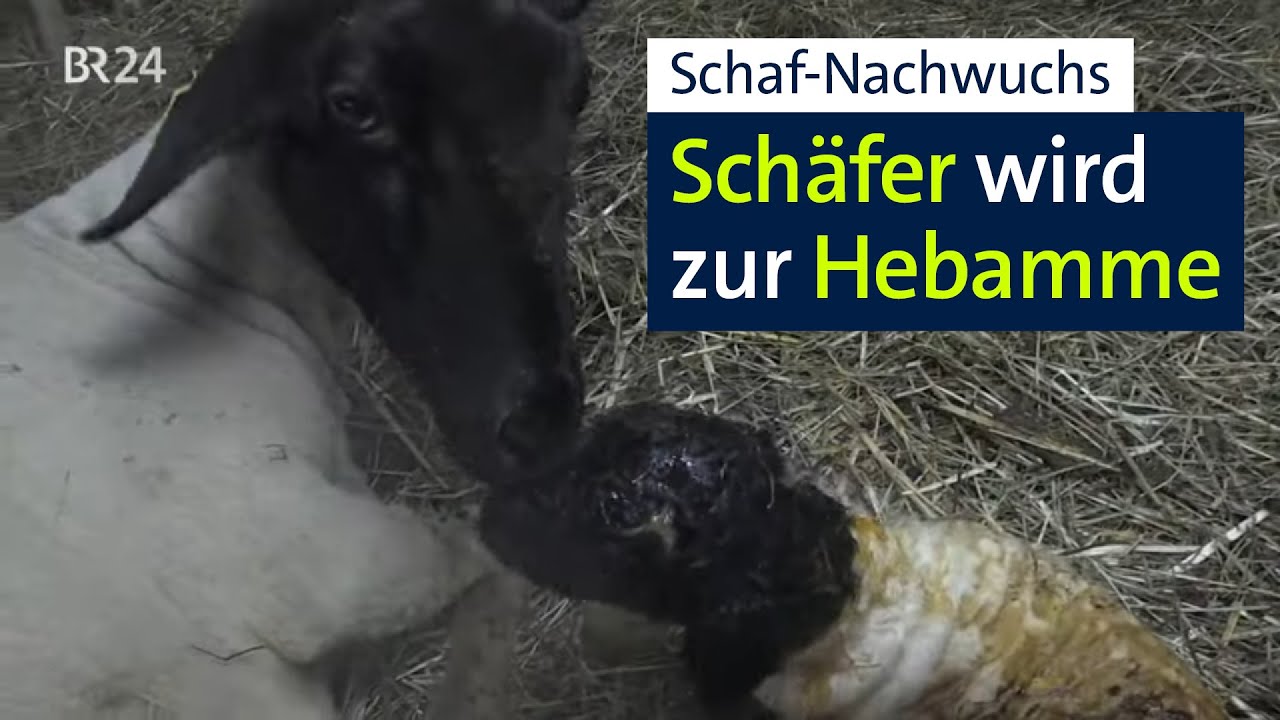 Schafs-Geburt in frostigen Zeiten: Schäfer wird zur Hebamme | Abendschau | BR24