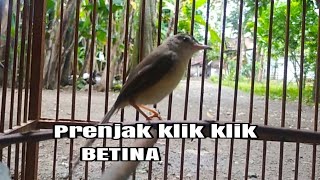 Download lagu suara krek krek krek prenjak klik betina mp3 Download lagu suara krek krek krek prenjak klik betina mp3