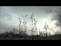 The Legendary Pink Dots - The Lifesucker