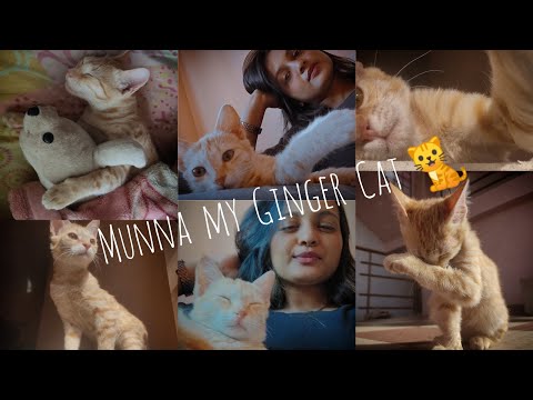 My cat Munna | He is hurt as always 🥴