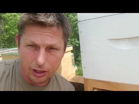 Sundance Bee Pollen trap