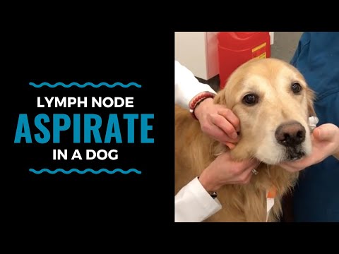 Lymph Node Aspirate in a Dog