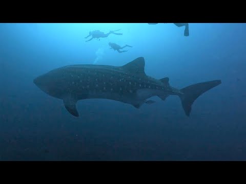 Galapagos Scuba Diving in 4K (Ecuador, Aug 2023)