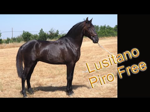 BLACK LUSITANO DRESSAGE PROSPECT PIRO FREE