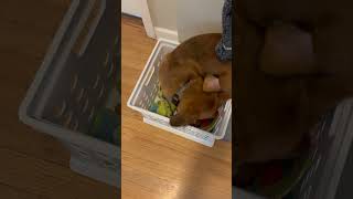 Crazy little dog 🐕 playing in the basket 🧺