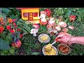 Hilsa Fish Egg Fry
