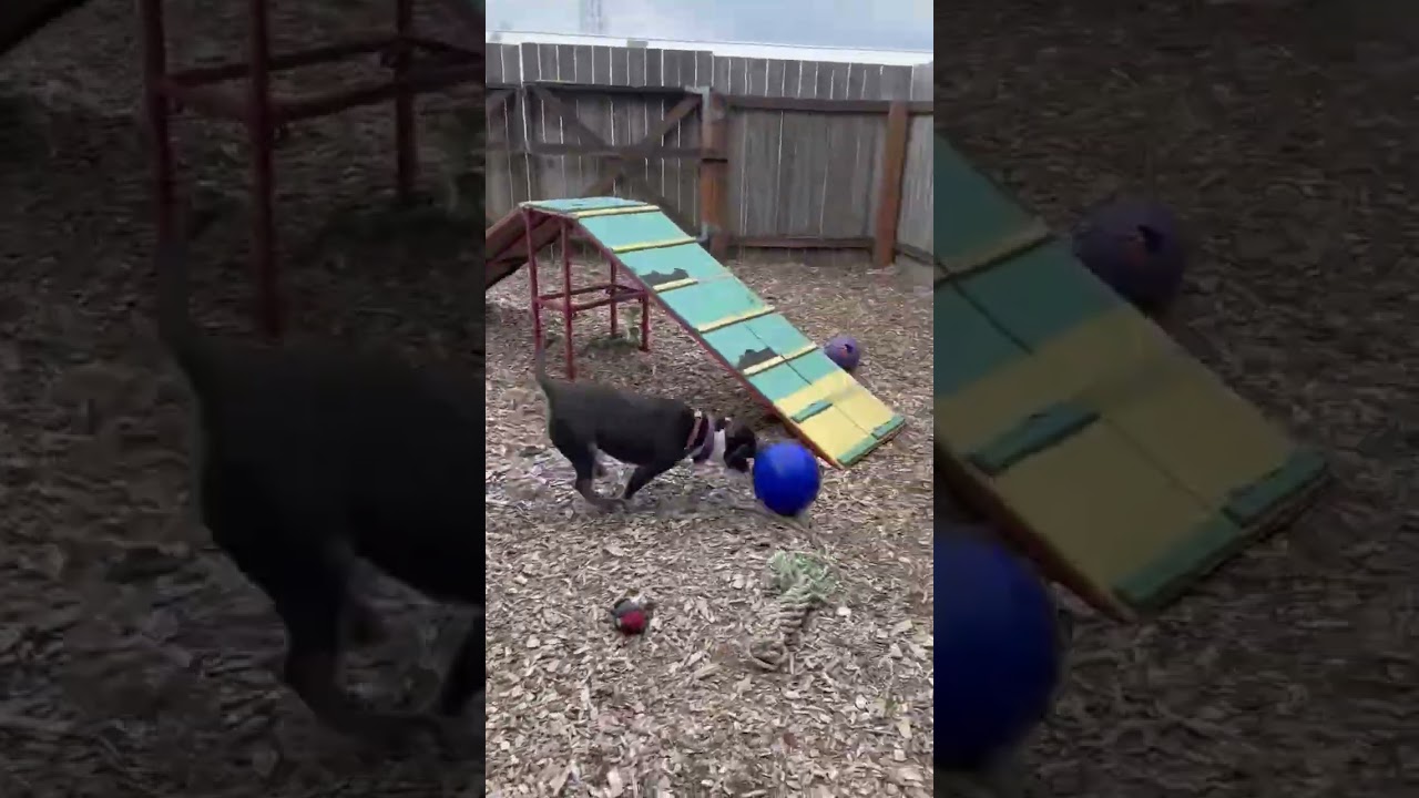Enlarge Enzo, a Adoptable mixed breed in Long Beach, WA video 5/5