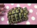 Tortoise Anatomy