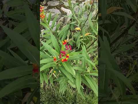 Tropicana milk wead flower #flowers  #rishikesh